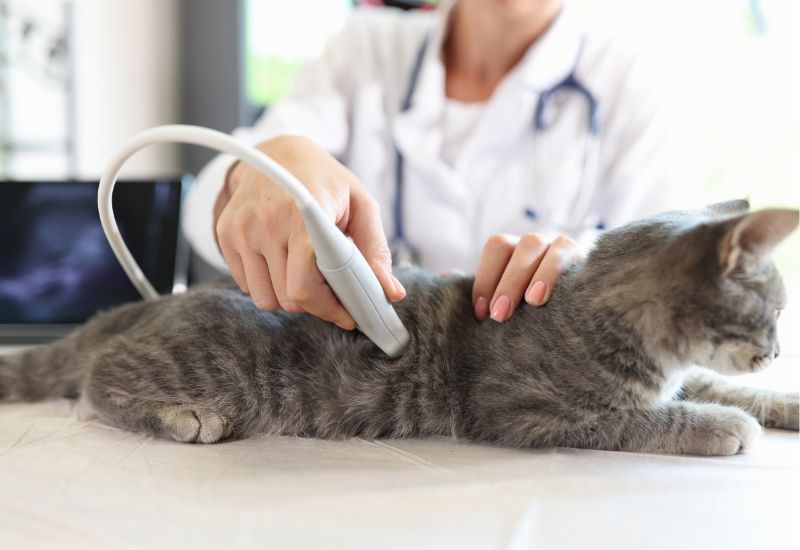 Veterinarian conducts an ultrasound examination of cat