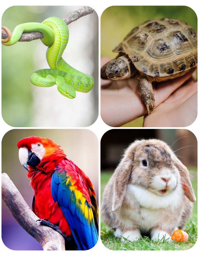 collage of exotic pets