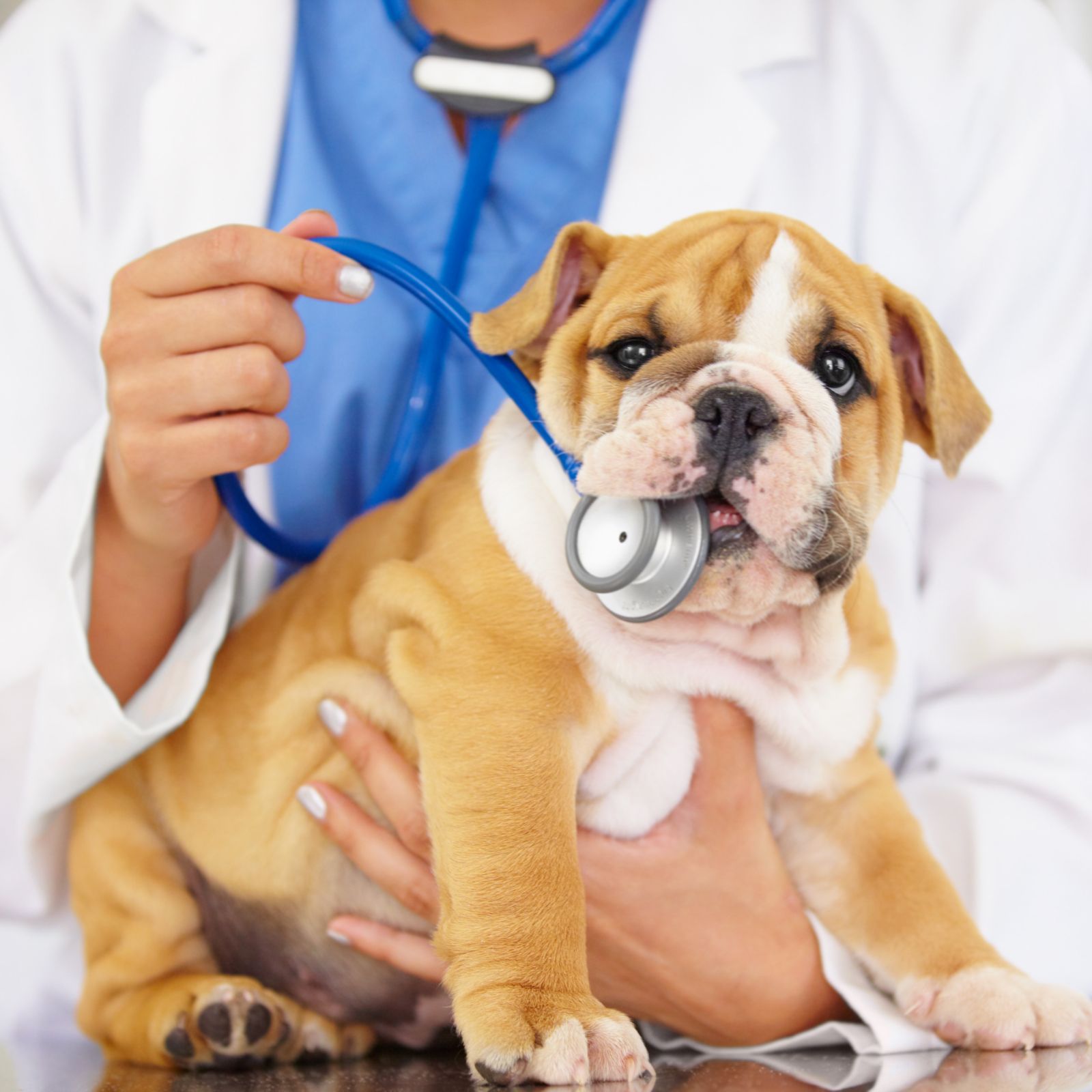 vet trying to listen to a bulldog puppy's heartbeat