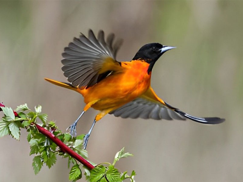 a bird flying on a branch