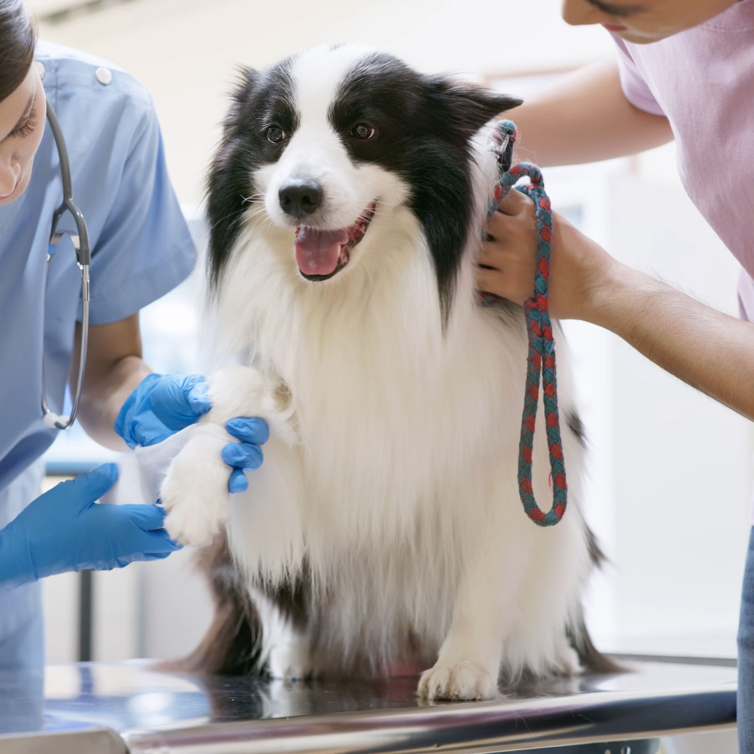 a-dog-being-checked-by-a-vet