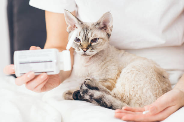 A person holding a medicine bottle while a cat