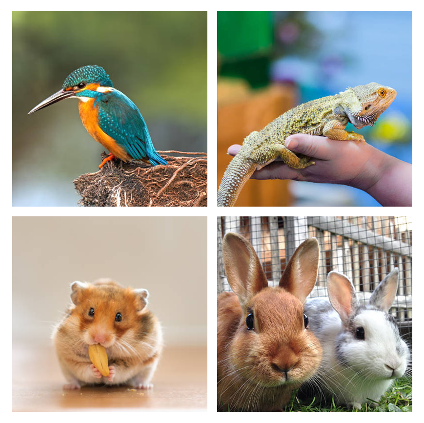 collage of pets
