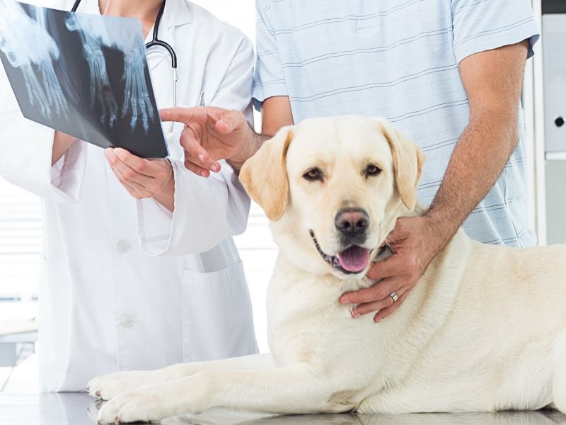 white dog at vet with xrays