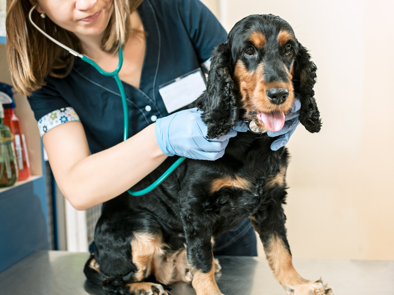 vet examining a puppy