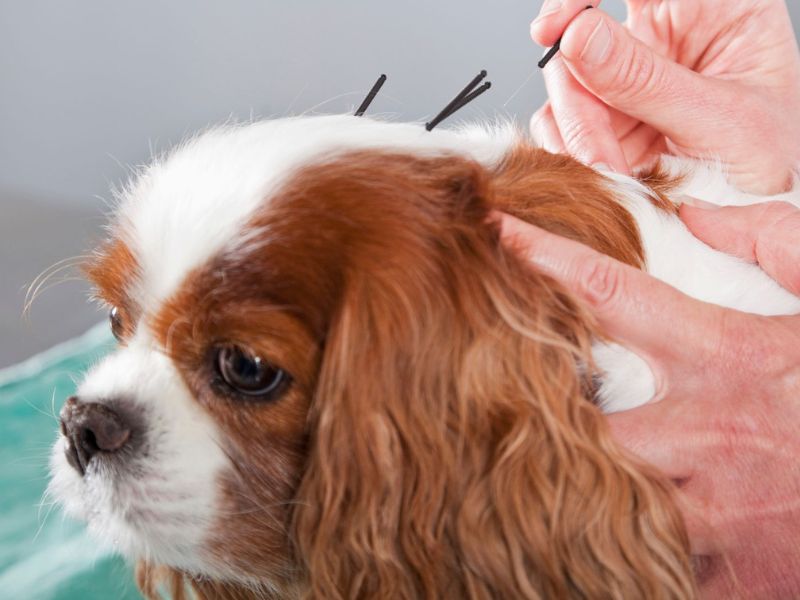 white dog at vet with xrays